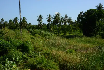 DSC_8513 (Large).JPG